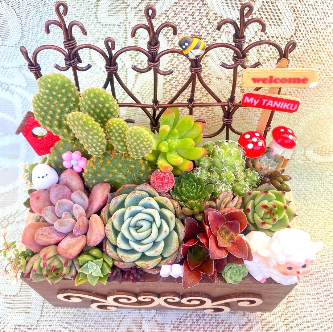サボテン◆多肉寄せ植え◆ワイヤーフェンス◆木箱