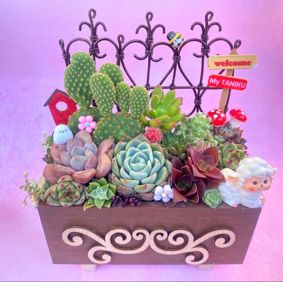 サボテン◆多肉寄せ植え◆ワイヤーフェンス◆木箱