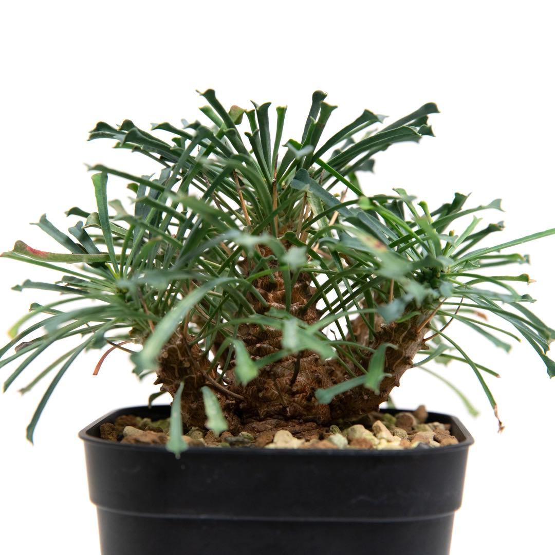 ユーフォルビア ムルチフォリア　Euphorbia multifolia