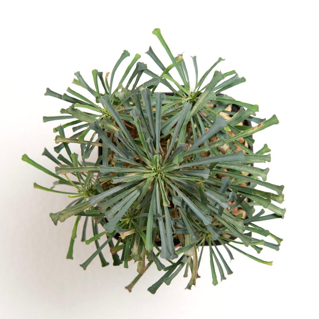 ユーフォルビア ムルチフォリア　Euphorbia multifolia