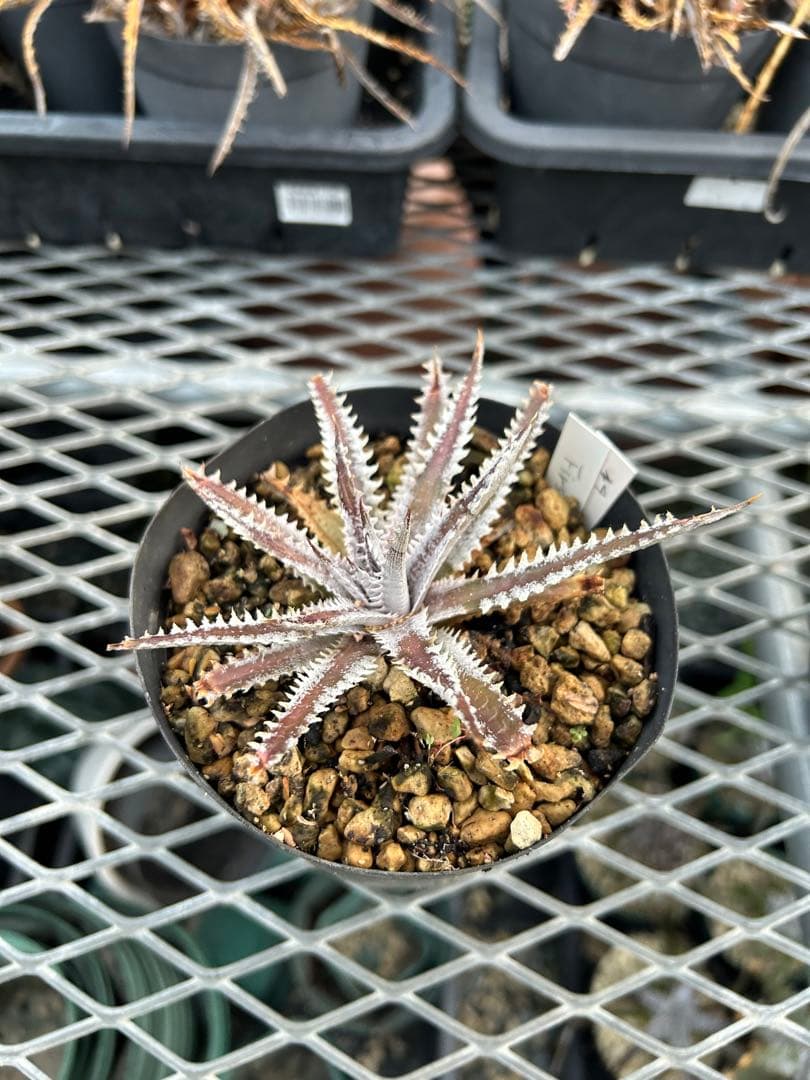 メガレア ビルベイカー ディッキア Dyckia First Cousin ⑷