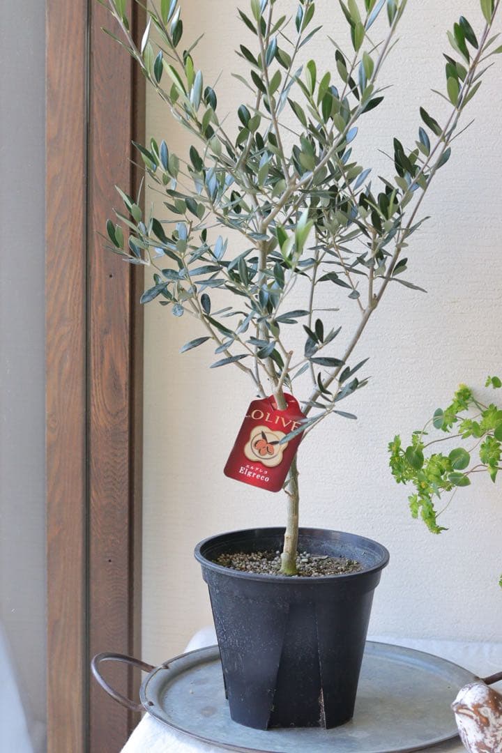 シンボルツリーに❤︎オリーブ【エルグレコ】