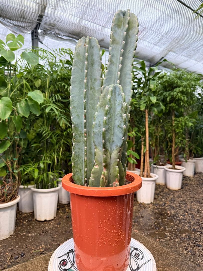 【特大極上苗3株】柱サボテン 鬼面角 3本立ち 8号鉢サイズ 鉢付き 発根済み
