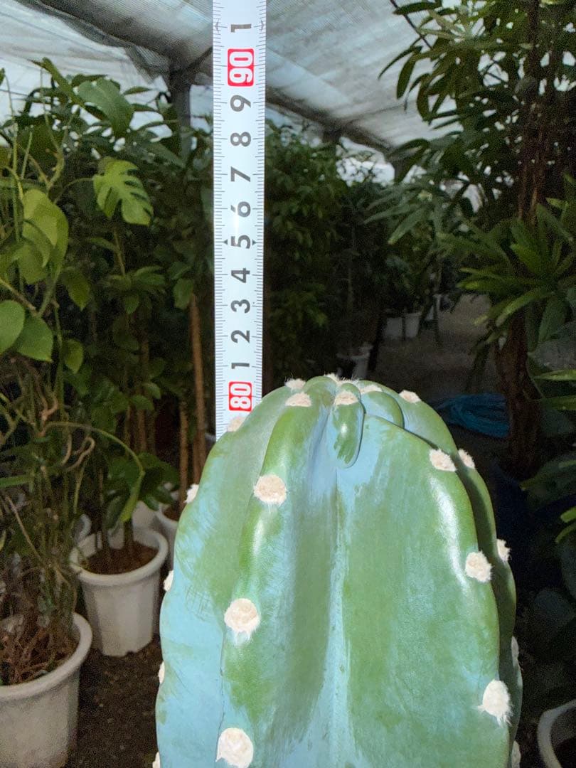 【特大極上苗3株】柱サボテン 鬼面角 3本立ち 8号鉢サイズ 鉢付き 発根済み