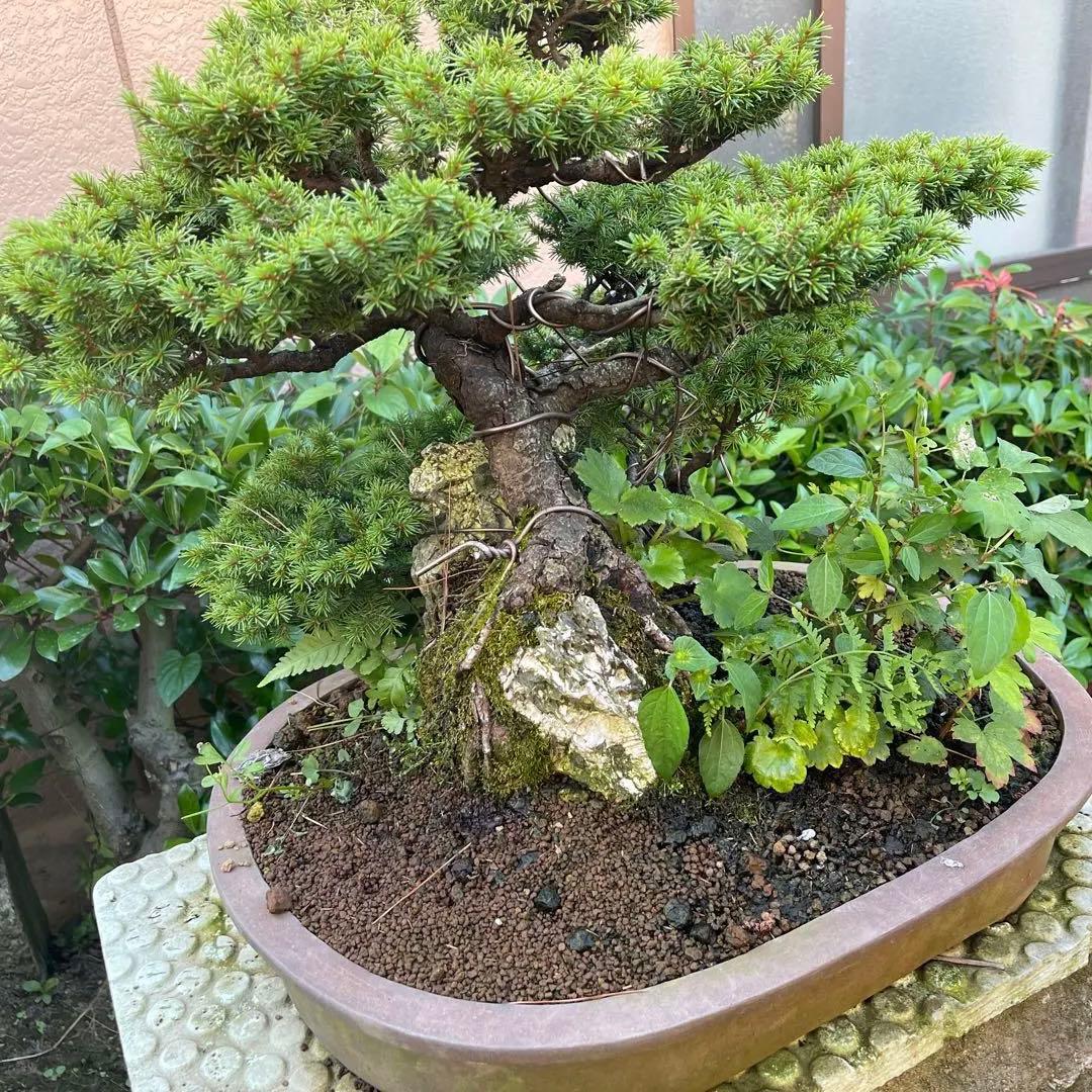 蝦夷松