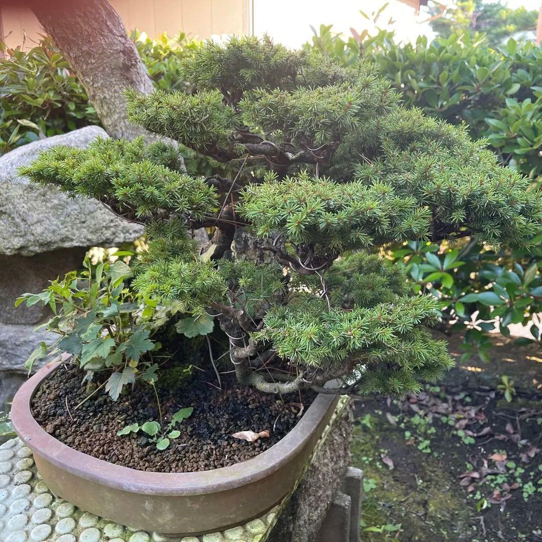 蝦夷松