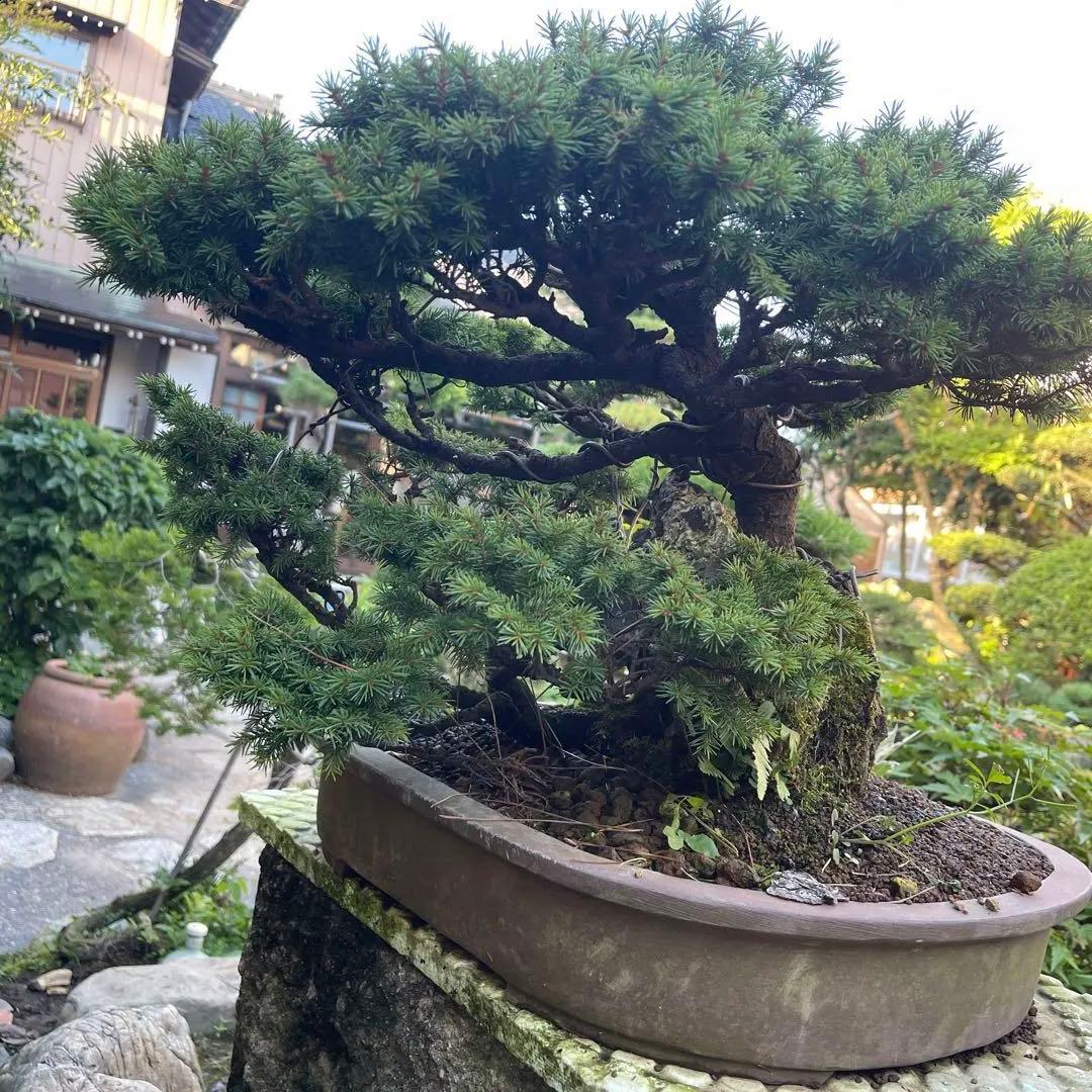 蝦夷松