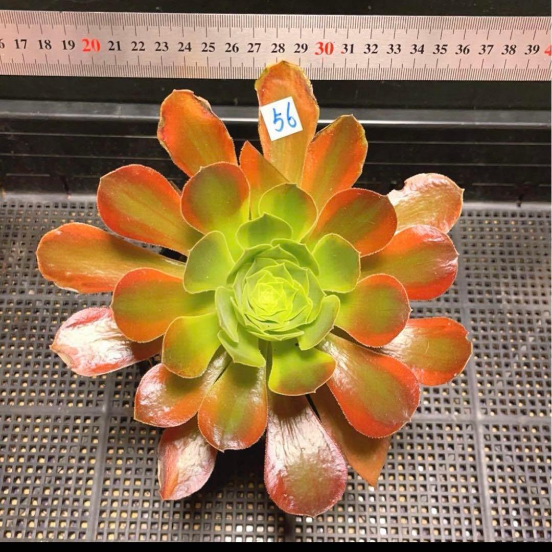 56#多肉植物アエオニウム錦❤️青檬❤️ 青レモン ❤️1大頭1小頭21cm拨き苗
