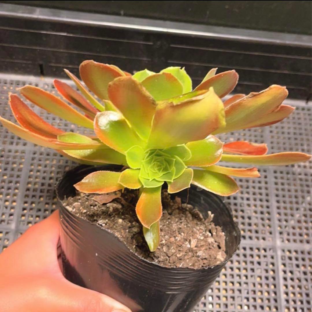 56#多肉植物アエオニウム錦❤️青檬❤️ 青レモン ❤️1大頭1小頭21cm拨き苗