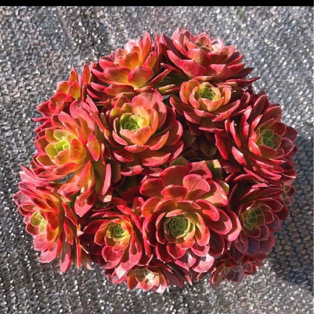 多肉植物アエオニウム錦❤️ハロウィン黄錦❤️