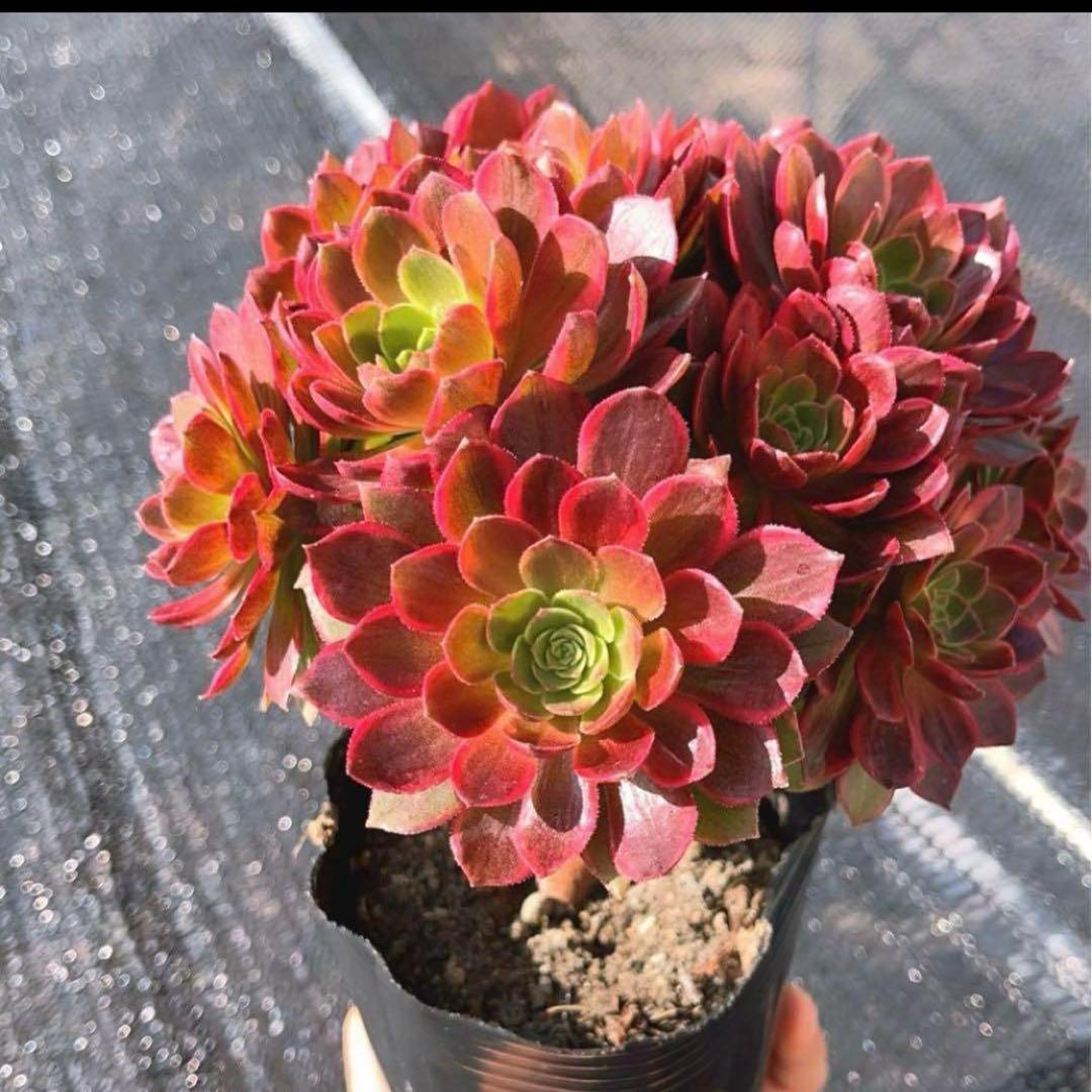 多肉植物アエオニウム錦❤️ハロウィン黄錦❤️