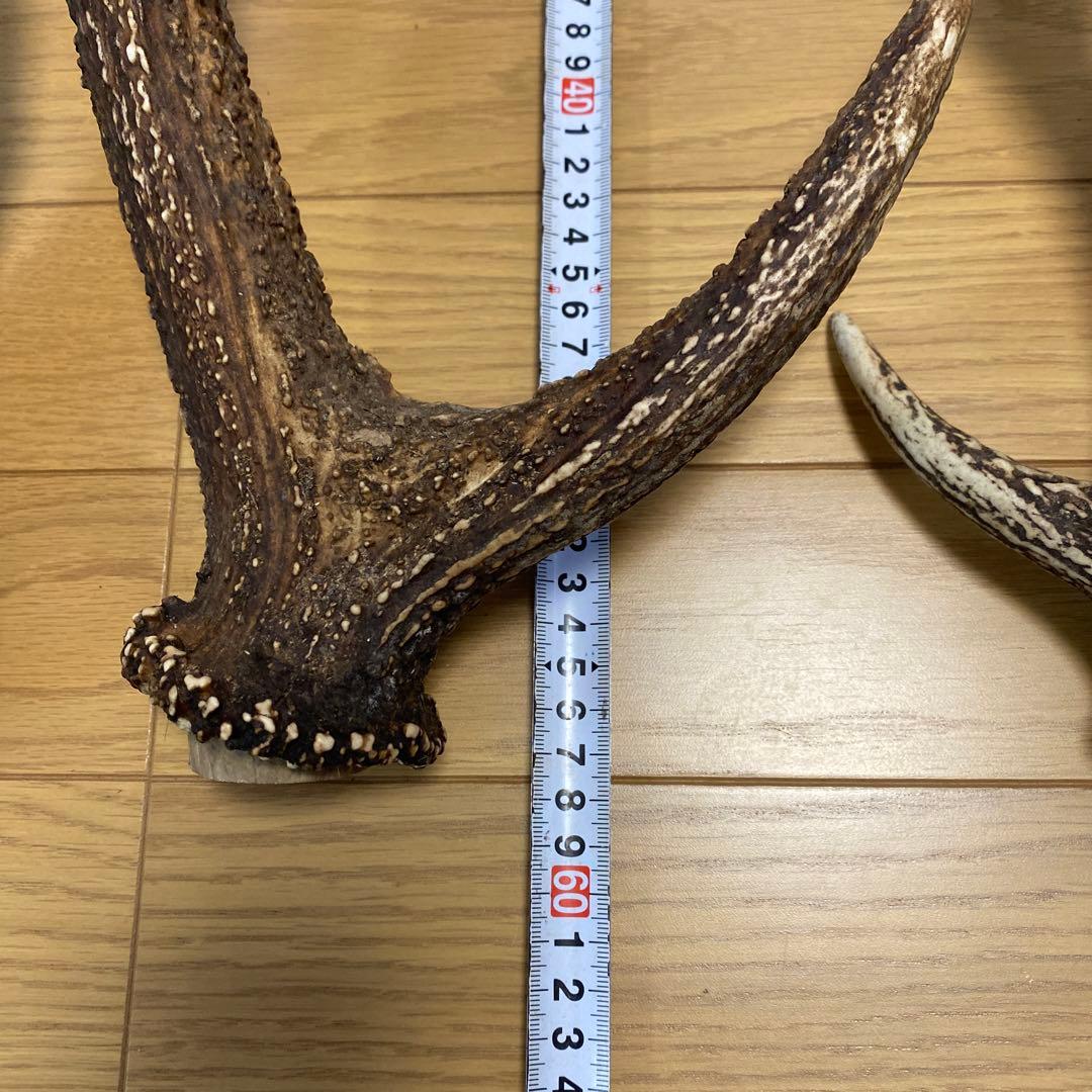 鹿の角　対2組
