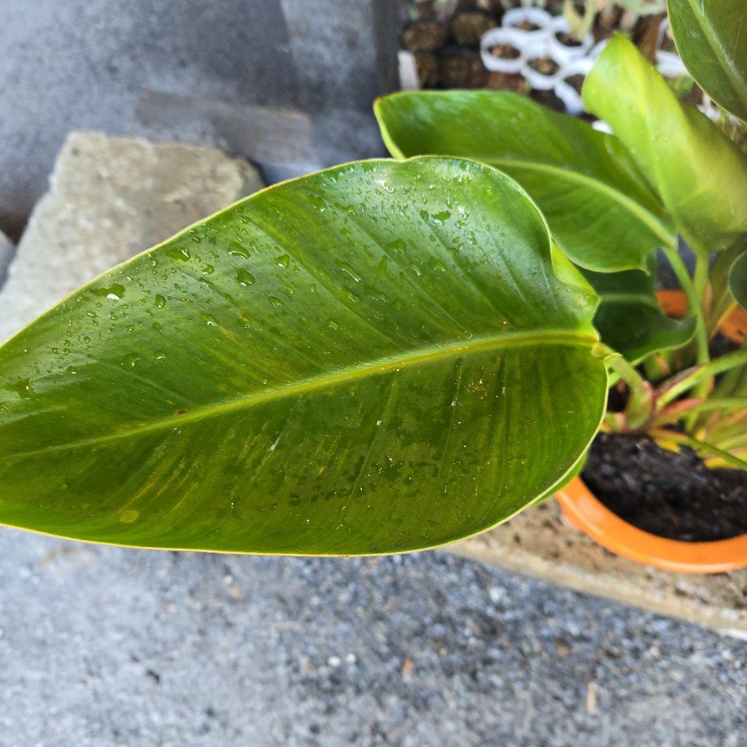 ①　ストレリチアオーガスタ　8号　３株植え特大苗木最高等級極上品‼️