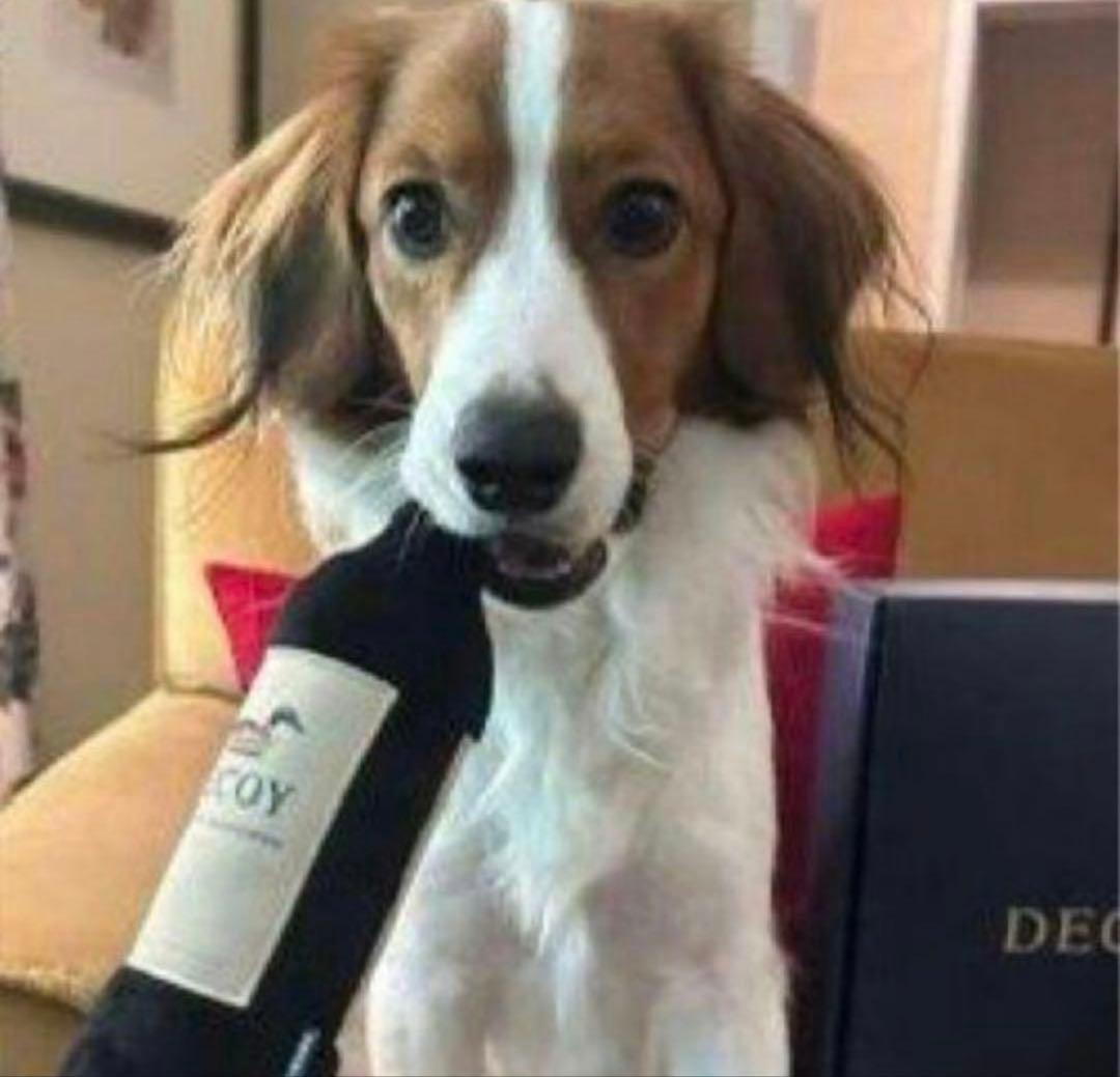 大谷翔平　デコピン　Decoy 犬用おもちゃ　ドックトイ　非売品　ドジャース