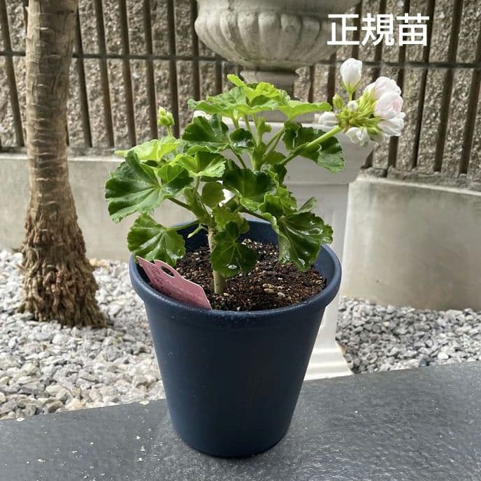 BeBe様 ゼラニウム苗 ３品種