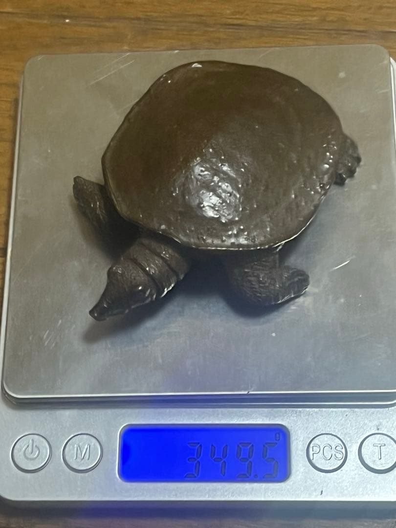 自在蟹　スッポン　置物　銘:安の介