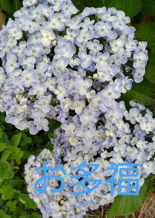 青色アジサイ