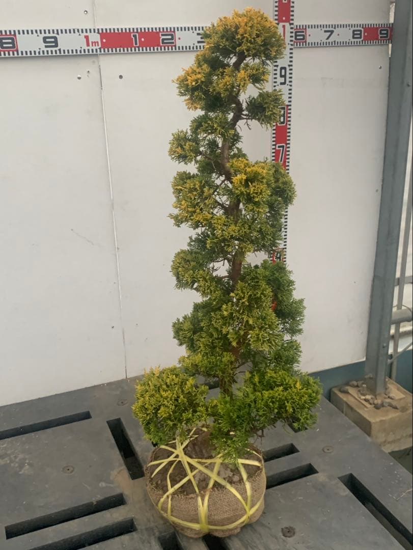 黄金真柏