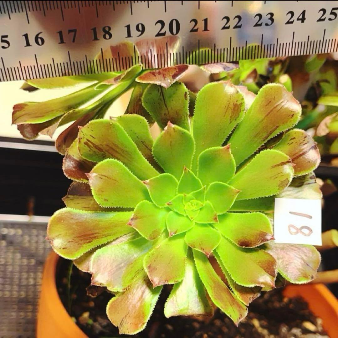 18#多肉植物アエオニウム錦❤️ ガーネット花颜錦 ❤️1頭9cmカット苗