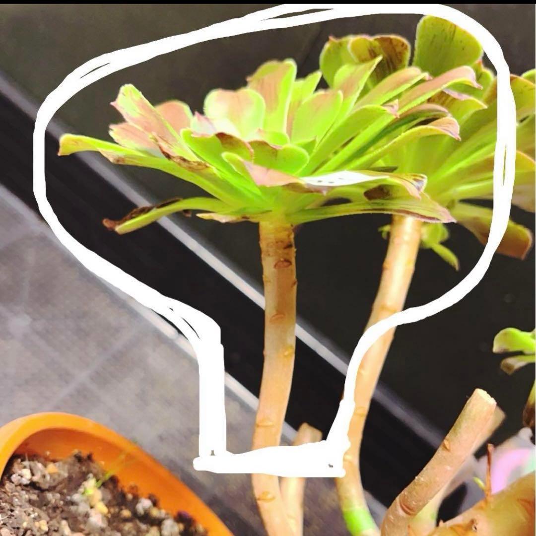 18#多肉植物アエオニウム錦❤️ ガーネット花颜錦 ❤️1頭9cmカット苗