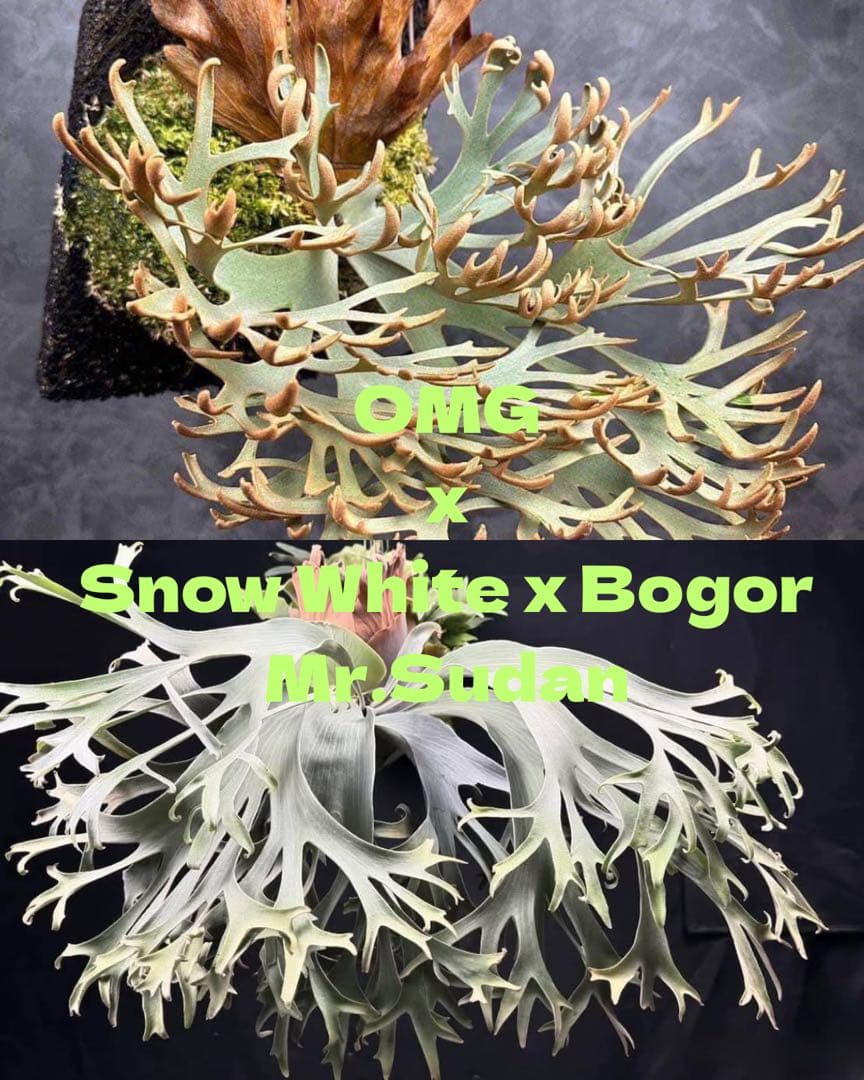 RozicOMGWhite Bogor Mr.Sudan 【11】