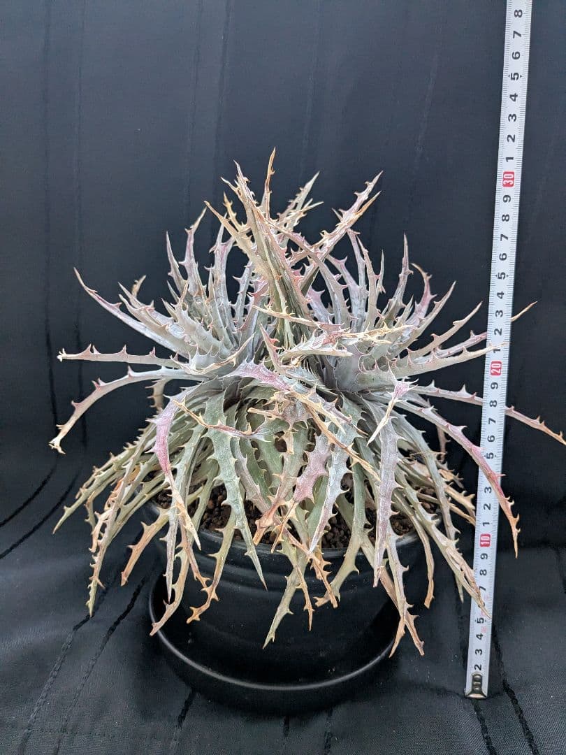 Dyckia BattleAxe　D029 バトルアックス　バトルアクス