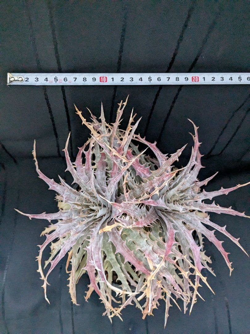 Dyckia BattleAxe　D029 バトルアックス　バトルアクス