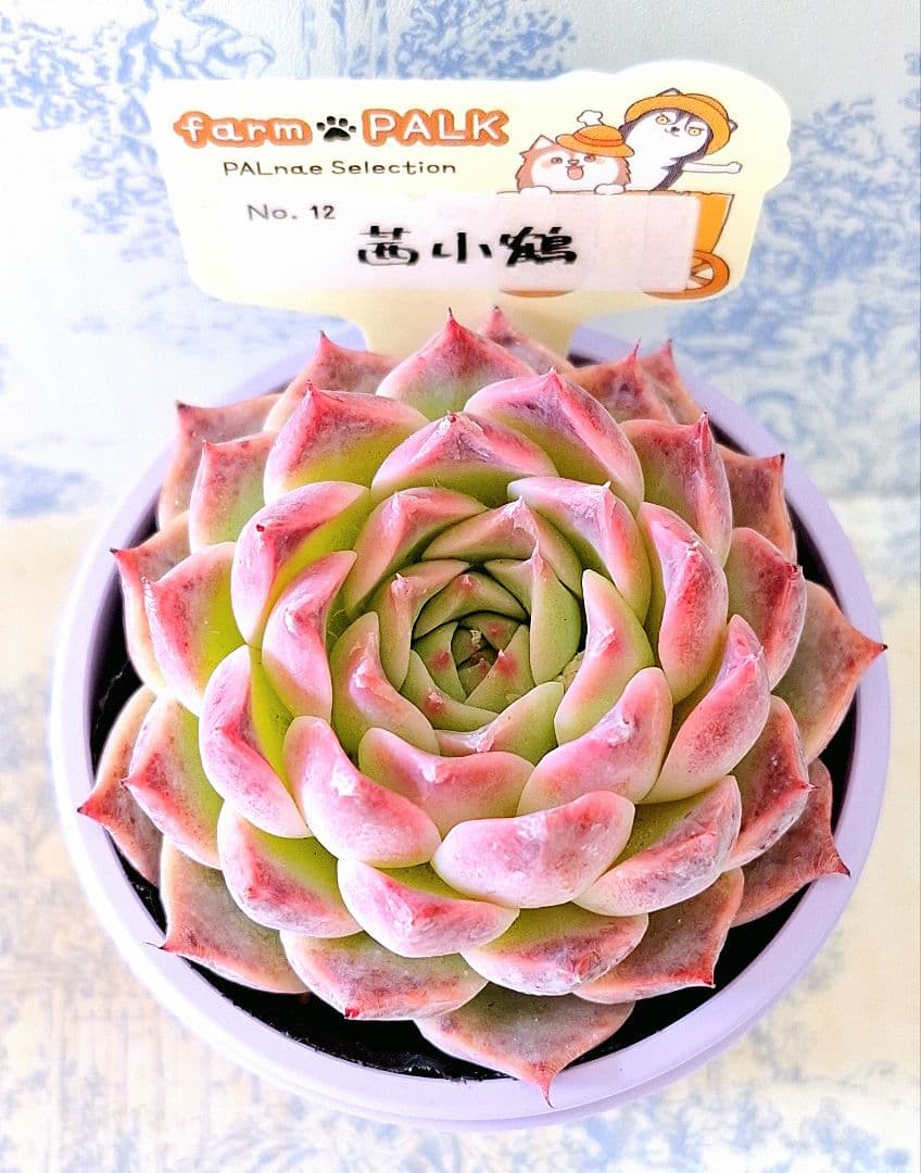茜小鶴　札付きポットごとメルカリ便ファームパルクさん苗