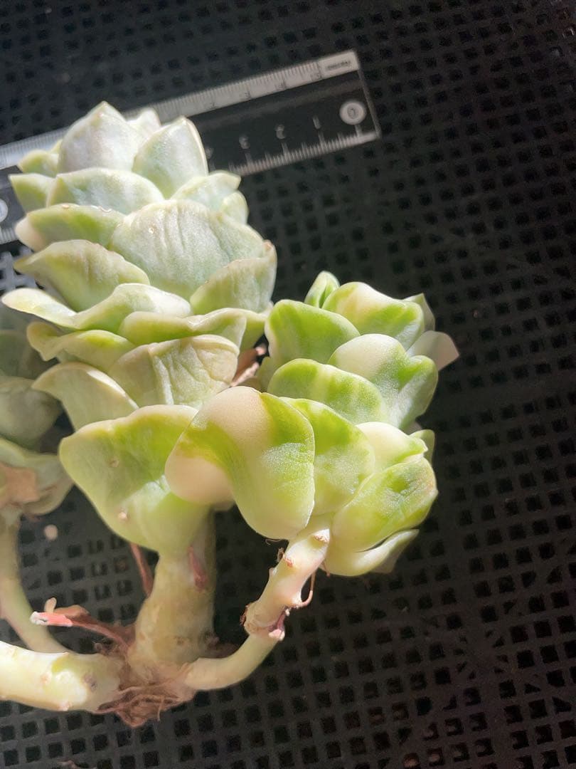 ラブリーローズ錦　古株群苗　 白斑入り　レア　エケベリア 多肉植物　三頭美斑入り
