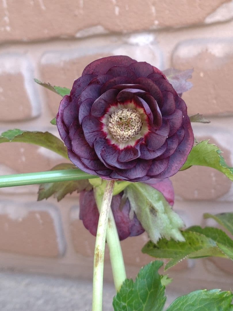 広瀬園芸✨ダークパープル底白✨やや多弁✨花型コロン✨ソレイユ花粉くっつけました