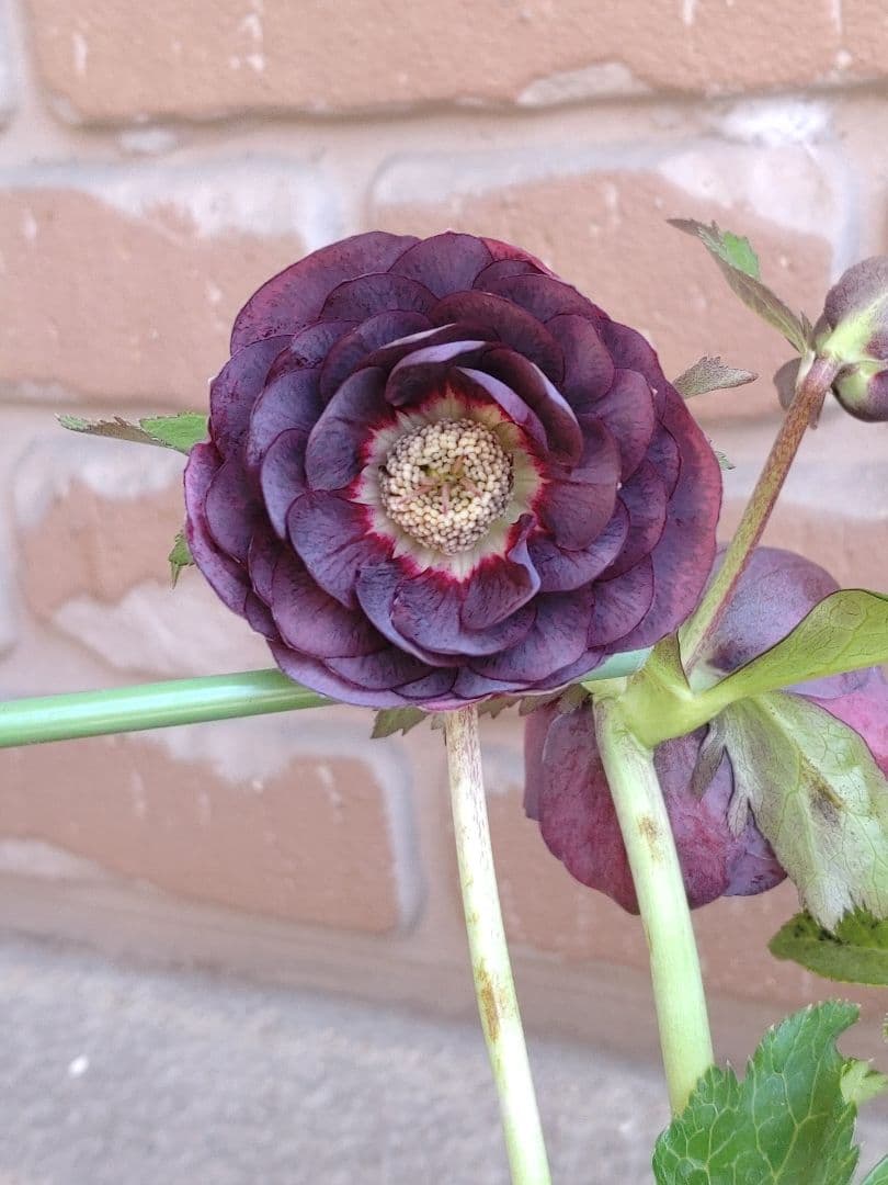 広瀬園芸✨ダークパープル底白✨やや多弁✨花型コロン✨ソレイユ花粉くっつけました