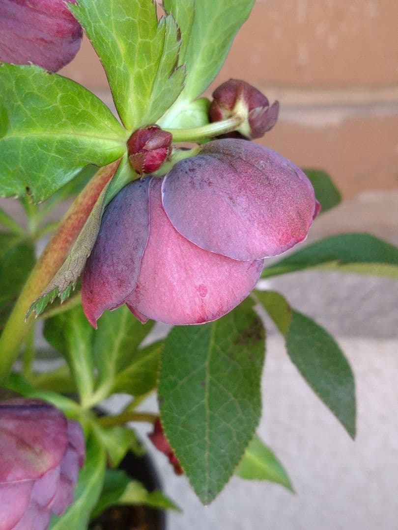 広瀬園芸✨ダークパープル底白✨やや多弁✨花型コロン✨ソレイユ花粉くっつけました