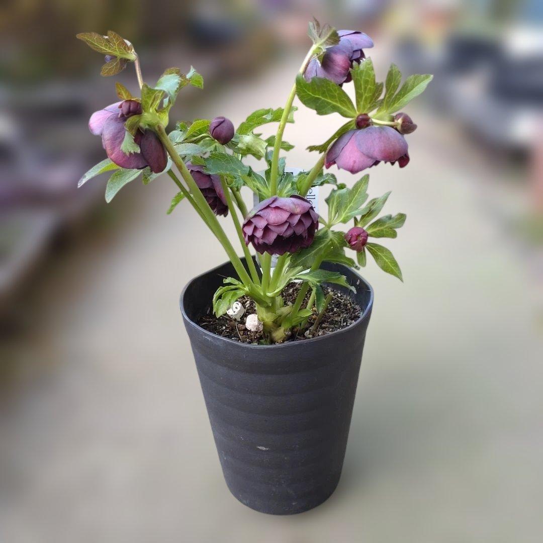 広瀬園芸✨ダークパープル底白✨やや多弁✨花型コロン✨ソレイユ花粉くっつけました