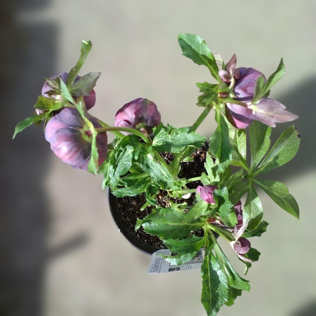 広瀬園芸✨ダークパープル底白✨やや多弁✨花型コロン✨ソレイユ花粉くっつけました
