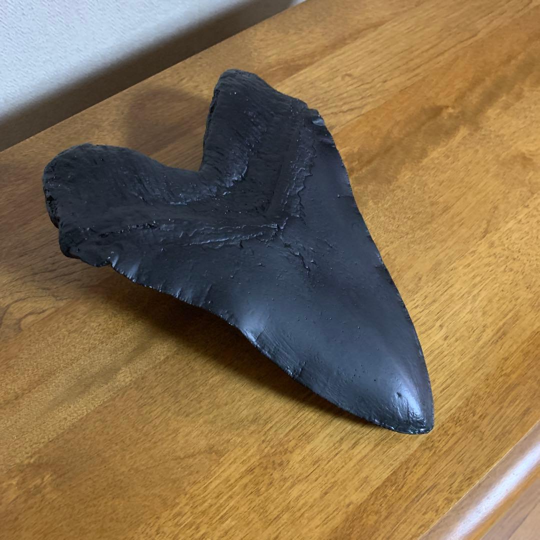 ￼メガロドンの歯 史上最大級レプリカ￼(ジャンク品￼)