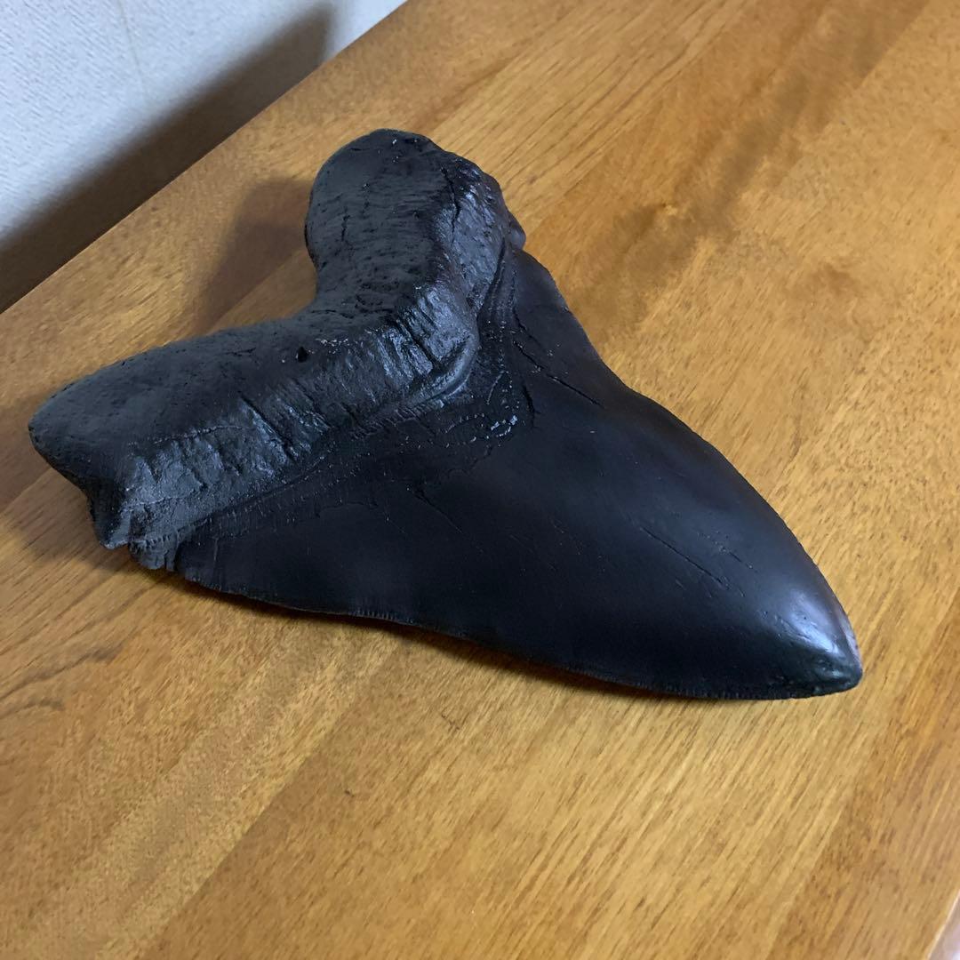 ￼メガロドンの歯 史上最大級レプリカ￼(ジャンク品￼)