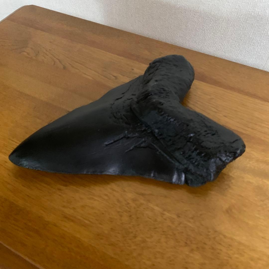 ￼メガロドンの歯 史上最大級レプリカ￼(ジャンク品￼)