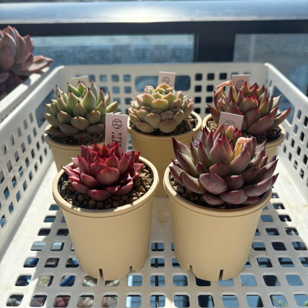 エケベリ屋　エケ苗おすすめ5苗セット　札付き　鉢ごと