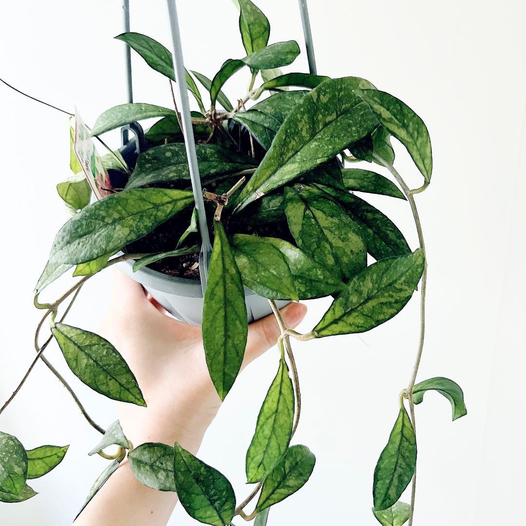 《希少》ホヤ クラッシーペティオラータ スプラッシュ 観葉植物 吊り下げ
