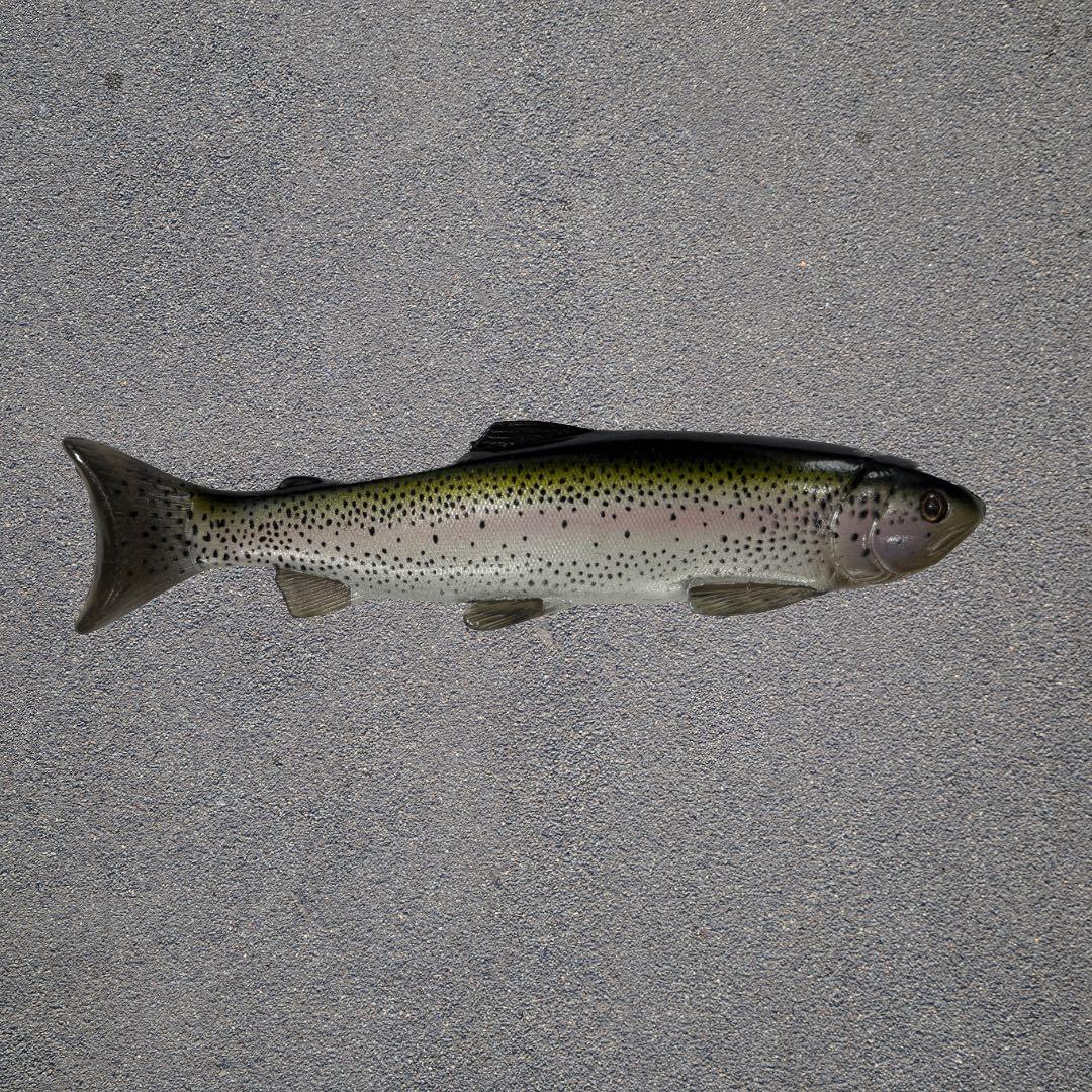 ネイトベイト Nate’s Baits 12インチ　DRT