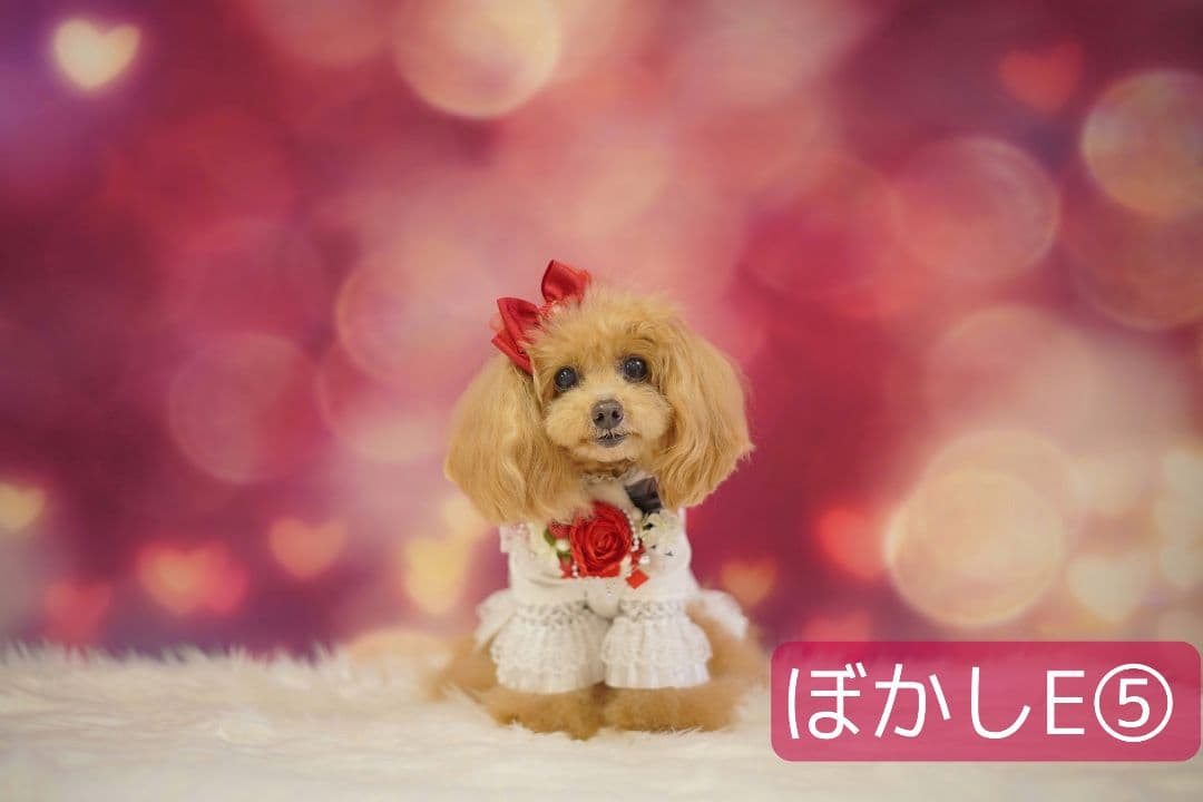 春　背景布　春CA②　ペット撮影用　トリミングチョーカー販売中　チューリップ