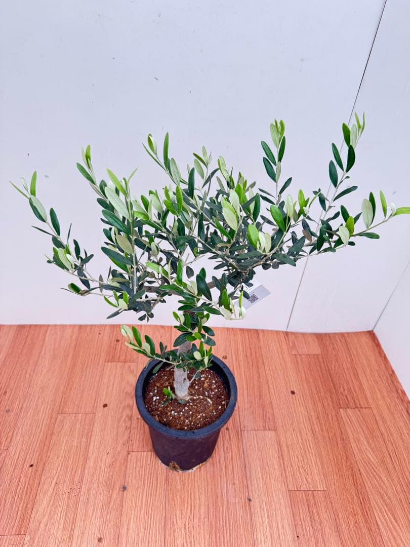 オリーブ　創樹　ルッカ　8