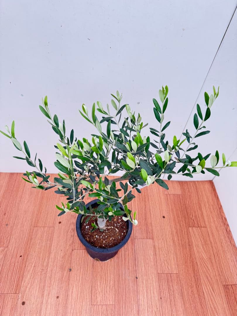 オリーブ　創樹　ルッカ　8