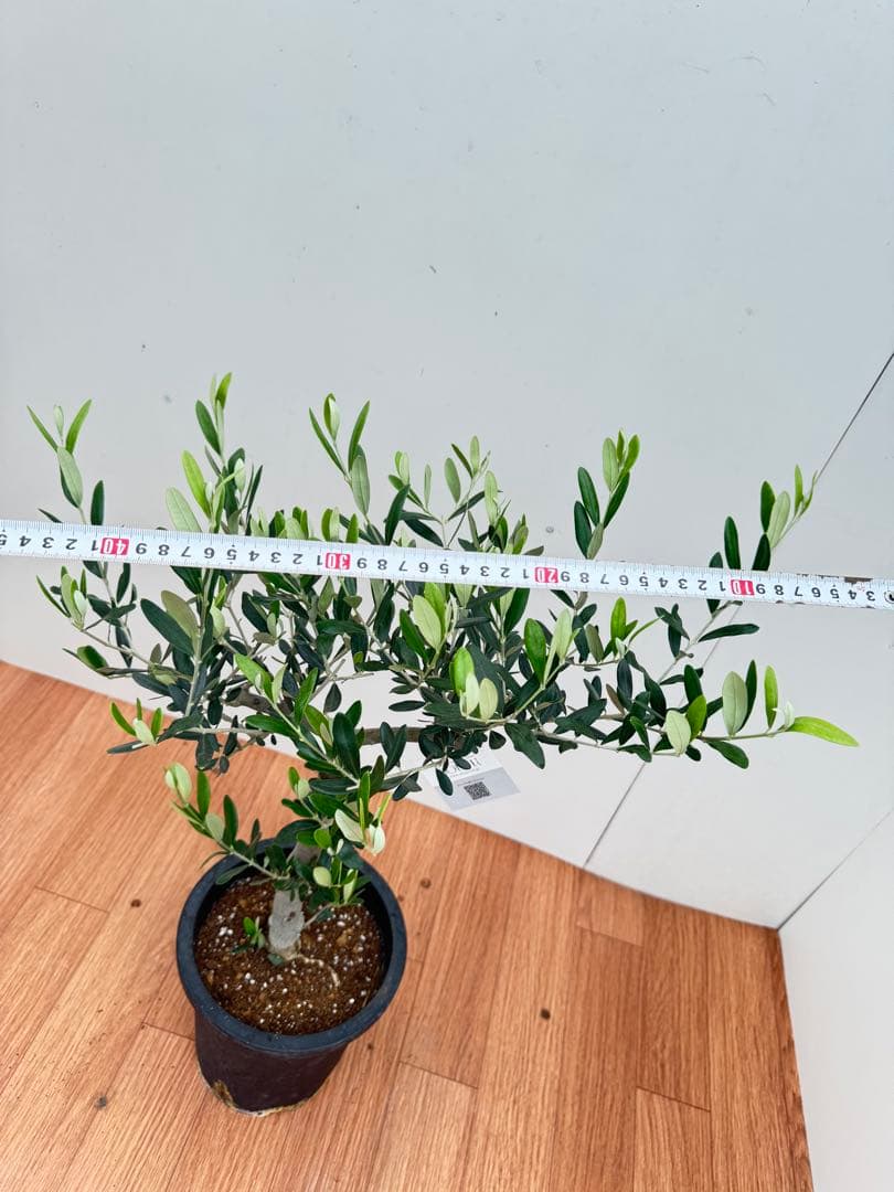オリーブ　創樹　ルッカ　8