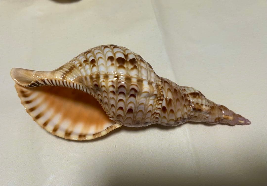 法螺貝3個セット(20~23cm)
