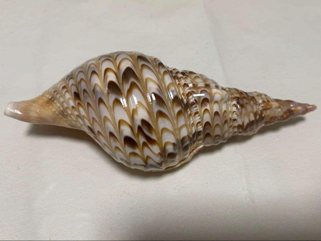 法螺貝3個セット(20~23cm)