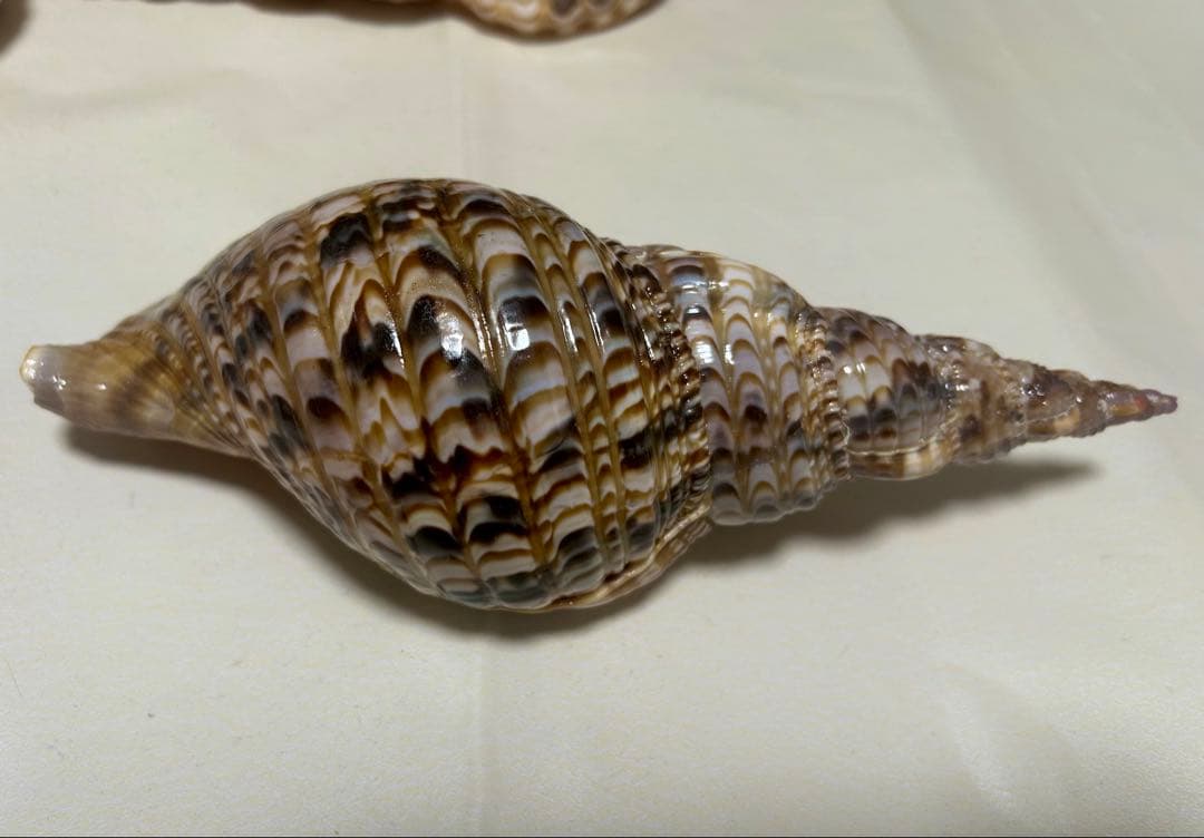 法螺貝3個セット(20~23cm)