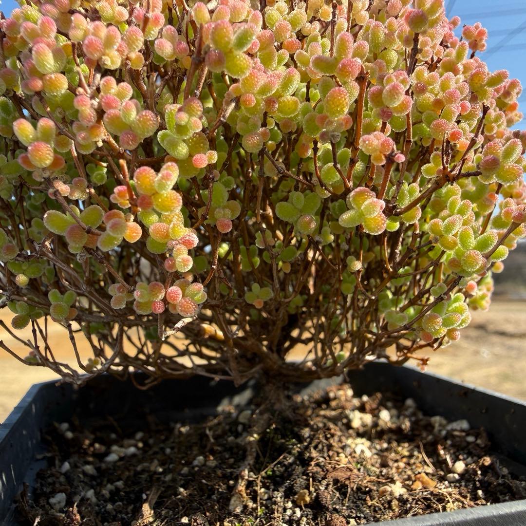 Drosanthemum Tangerine Globosum 鉢のまま