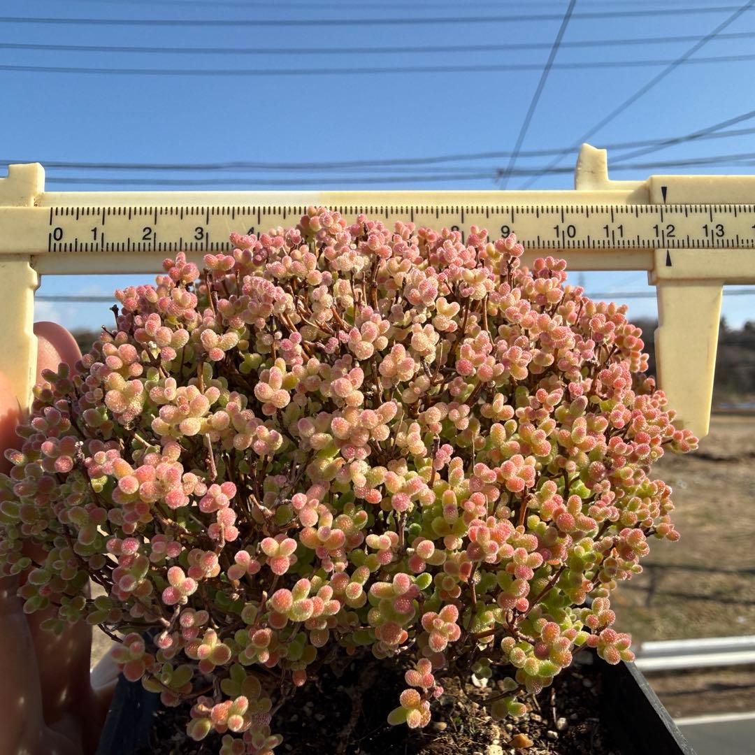 Drosanthemum Tangerine Globosum 鉢のまま