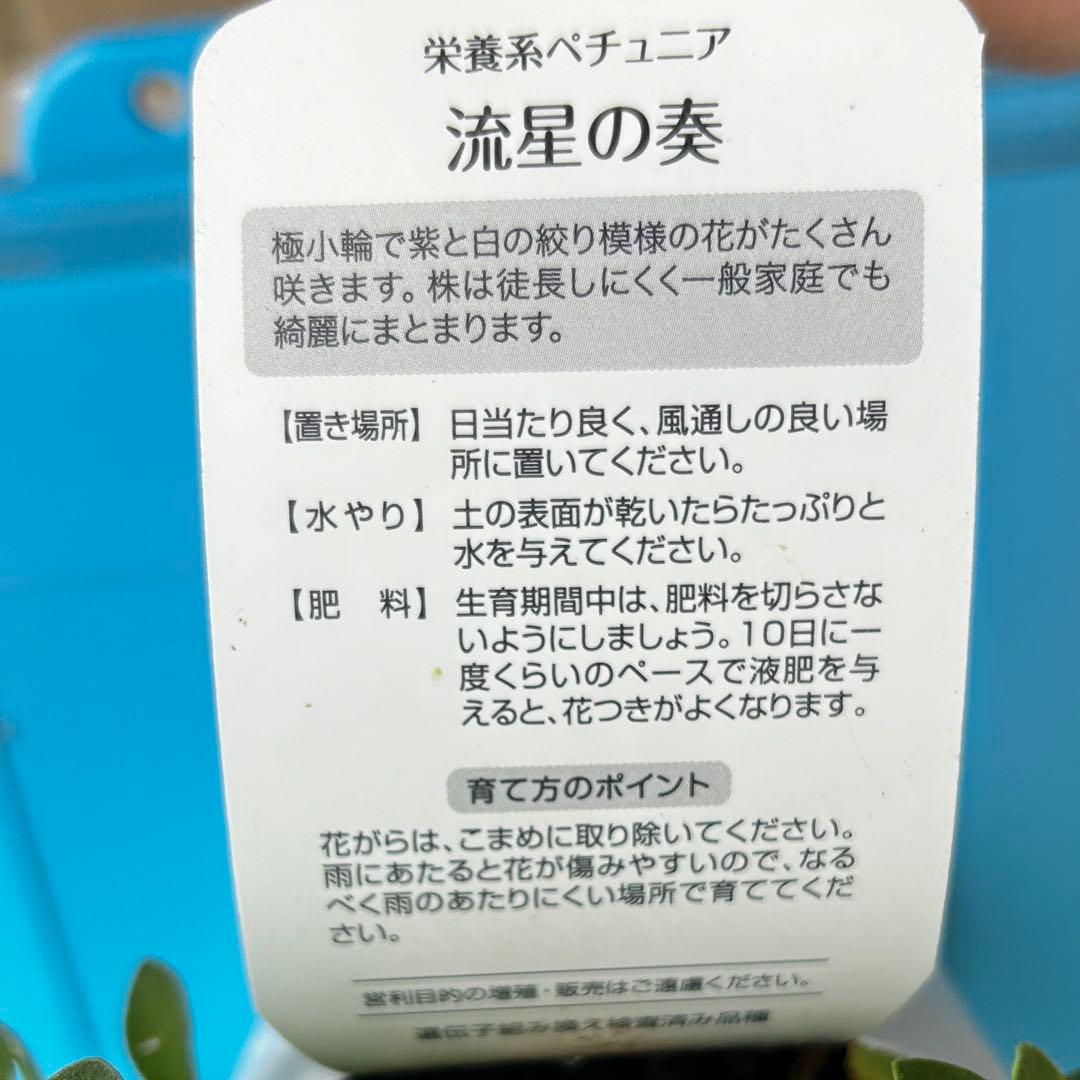 【絞り】栄養系ペチュニア　流星の奏　3.5号ポット苗《6/11》